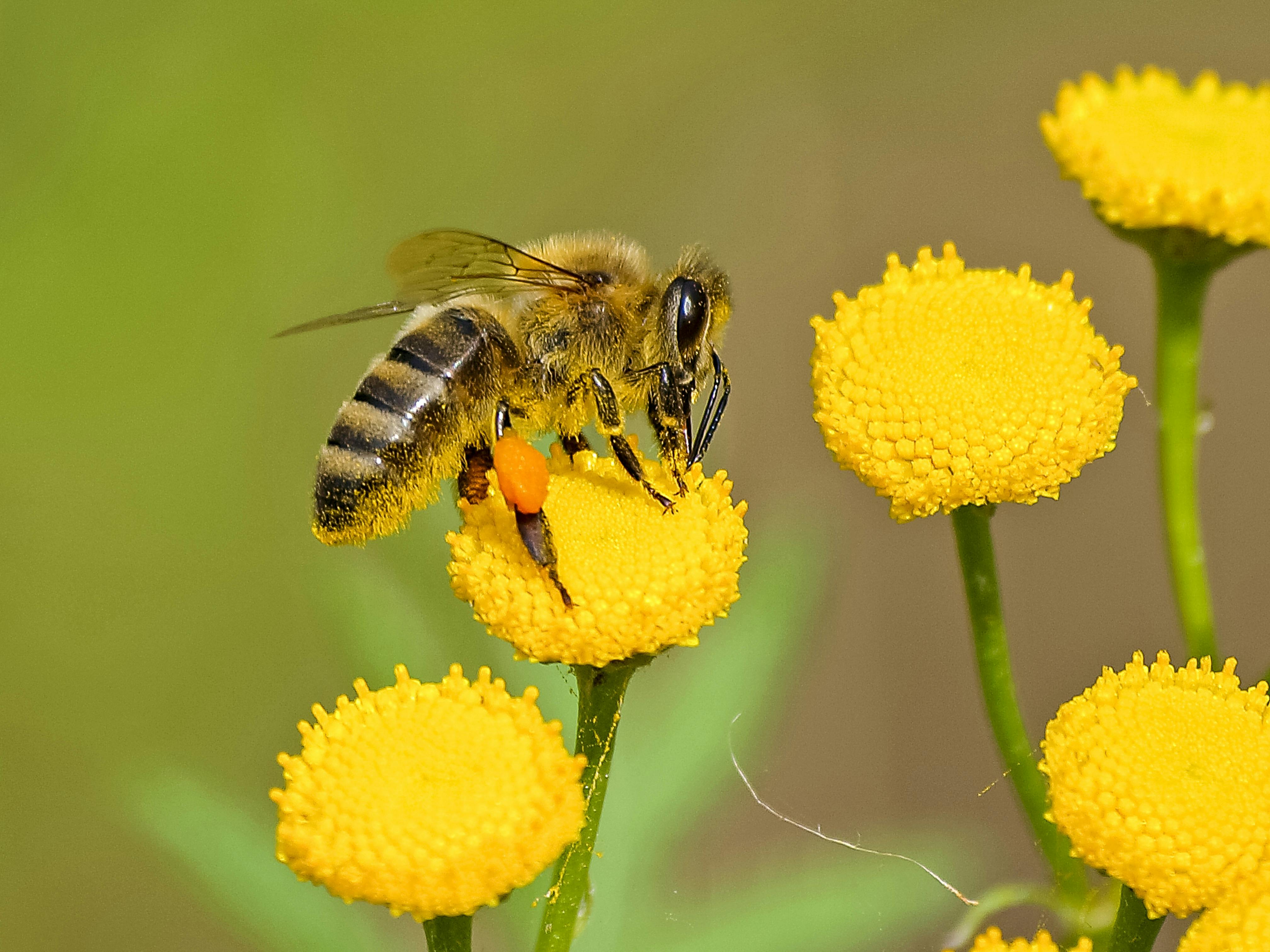 Biodiversiteit